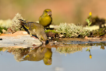 verderón europeo o verderón común bebiendo y reflejado en el agua del estanque (Chloris...
