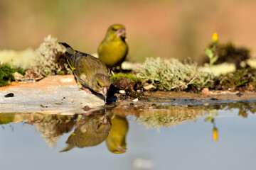 verderón europeo o verderón común bebiendo y reflejado en el agua del estanque (Chloris chloris)​ Málaga Andalucía España	