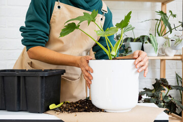 Transplanting a home plant Philodendron into a new pot. A woman plants a stalk with roots in a new soil. Caring and reproduction for a potted plant, hands close-up