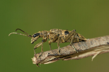 Closeup on a the large European black-spotted longhorn beetle ,Rhagium mordax, sitting on wood