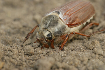 Closeup on a white haired Cockchafer may-bug beetle, Melolontha melolontha, in the garden