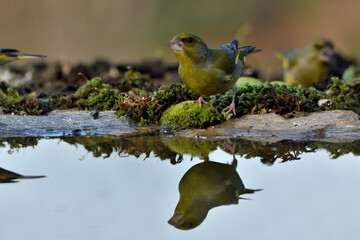 verderón europeo o verderón común bebiendo en el estanque (Chloris chloris)​ Málaga Andalucía España