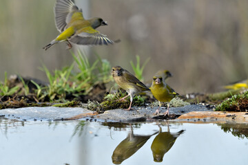 verderón europeo o verderón común​ peleando en vuelo (Chloris chloris)​ Málaga Andalucía España 