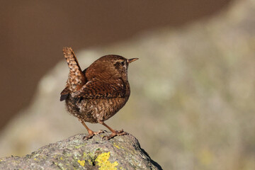 Zaunkönig (Troglodytes troglodytes)
