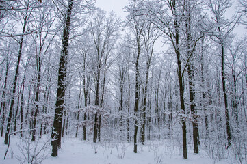 Winter forest covered with snow on a sunless gloomy winter day. Winter.