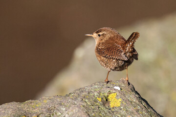 Zaunkönig (Troglodytes troglodytes)