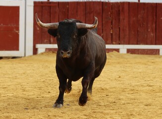 bull in the bullring in spain	