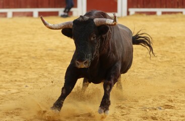bull in the bullring in spain	