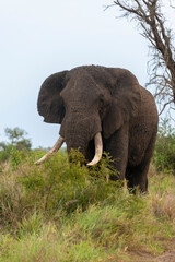 Éléphant d'Afrique,  gros porteur, Loxodonta africana, Parc national du Kruger, Afrique du Sud