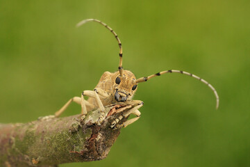 Frontal closeup on the large European poplar borer longhorn beetle, Saperda carcharias sitting on...