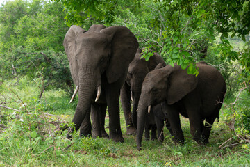 Fototapeta premium Éléphant d'Afrique, Loxodonta africana, Parc national Kruger, Afrique du Sud
