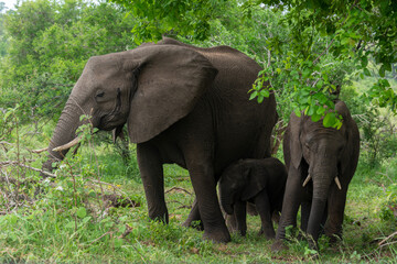 Naklejka premium Éléphant d'Afrique, Loxodonta africana, Parc national Kruger, Afrique du Sud