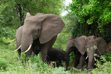 Fototapeta premium Éléphant d'Afrique, Loxodonta africana, Parc national Kruger, Afrique du Sud