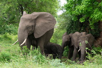 Obraz premium Éléphant d'Afrique, Loxodonta africana, Parc national Kruger, Afrique du Sud