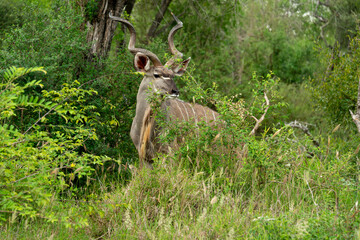 Grand koudou, Tragelaphus strepsiceros, mâle, Parc national Kruger, Afrique du Sud