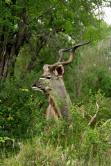 Grand koudou, Tragelaphus strepsiceros, mâle, Parc national Kruger, Afrique du Sud