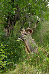 Grand koudou, Tragelaphus strepsiceros, mâle, Parc national Kruger, Afrique du Sud