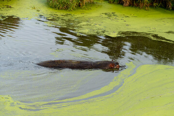 Hippopotame, Hippopotamus amphibius, Afrique du Sud