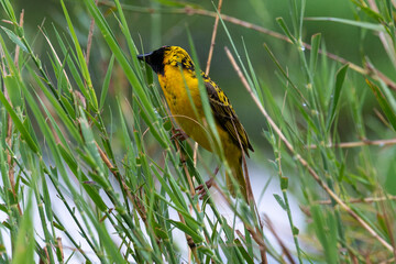 Tisserin gendarme, mâle, construction du nid, .Ploceus cucullatus, Village Weaver, Afrique du Sud