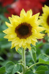 Obraz premium Helianthus annuus, small and potted sunflowers. small flower size