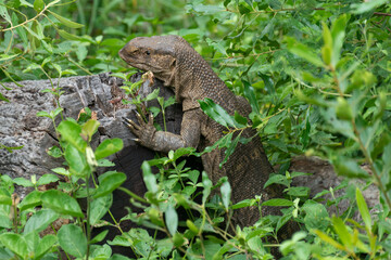 Varan du Nil, Varanus niloticus