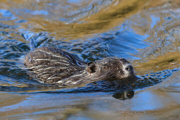 Nutria (Myocastor coypus)