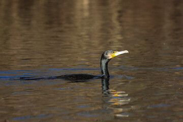 Kormoran (Phalacrocorax carbo)