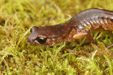 Natural closeup macro shot of an orange colored Northern Californian ensatina eschscholtzii salamander on green moss