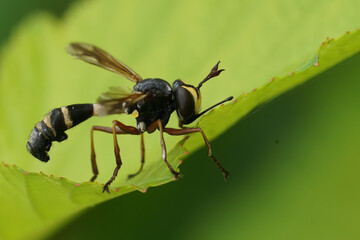 Closeup on the odd looking waisted beegrabber, Physocephala rufipes sitting on a green leaf