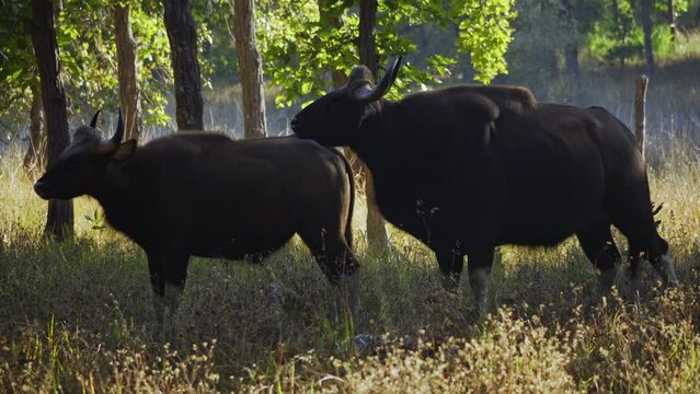 An amazing close up of huge indian gaurs in the wild