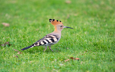 Hoopoe is running through green grass in Egypt