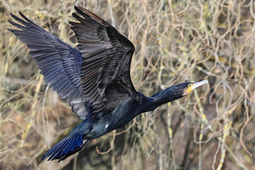 Obraz premium Kormoran&nbsp;(Phalacrocorax carbo)