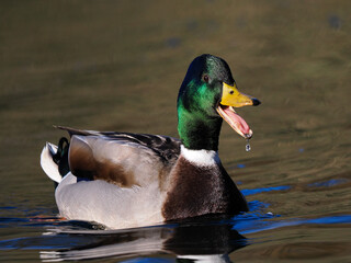 Fototapeta premium Stockente (Anas platyrhynchos)