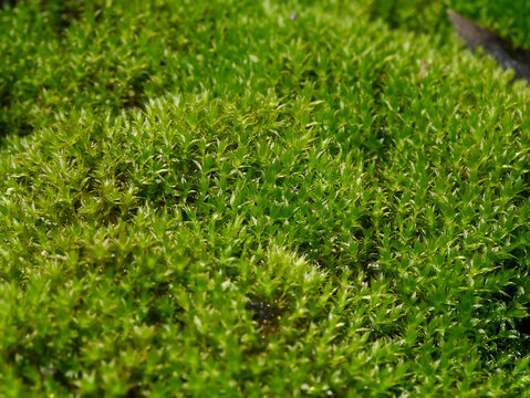 Macro of green frok moss on the groung in rain forest.