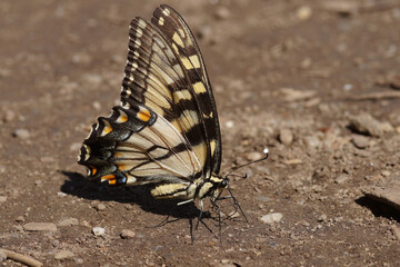 Fototapeta na wymiar Closeup on the Eastern Tiger Swallowtail, Papilio glaucus in New Central Park woth closed wings