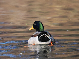 Stockente (Anas platyrhynchos)