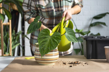 Transplanting a home plant Philodendron verrucosum into a new bigger pot in home interior. Caring...