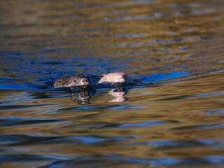 Nutria (Myocastor coypus)