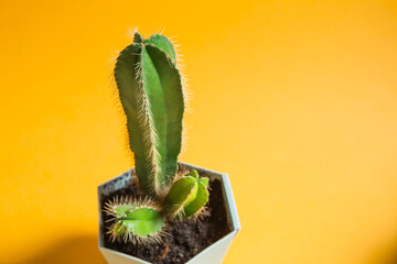 Funny cactus in the shape of a male penis. Potted house plants, home decor, care and cultivation