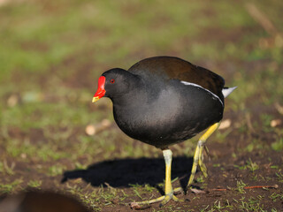 Obraz premium Teichhuhn (Gallinula chloropus)