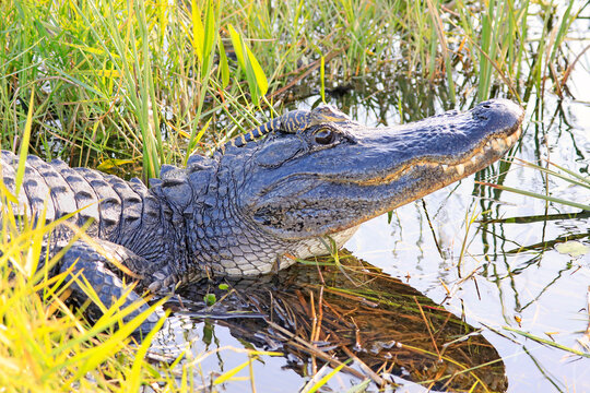 Mother alligator with baby on her head in the swamp, Everglades National Park, Florida