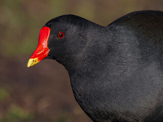 Teichhuhn (Gallinula chloropus)