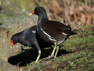 Teichhuhn (Gallinula chloropus)