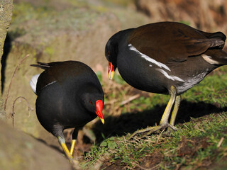 Obraz premium Teichhuhn (Gallinula chloropus)