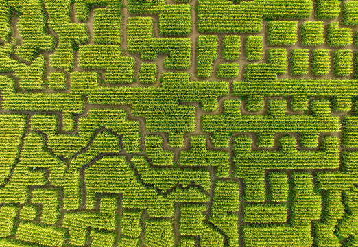 Aerial view of maze made of trees and bush