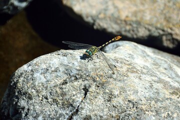 Libélula en el Sendero de las Cascadas, Tolox