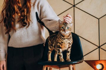 Fototapeta na wymiar Bengal cat sits in a chair near his mistress. Love for cats.