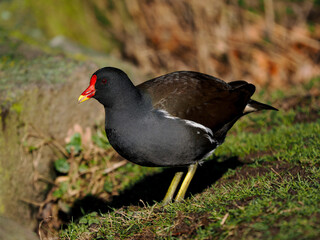 Teichhuhn (Gallinula chloropus)