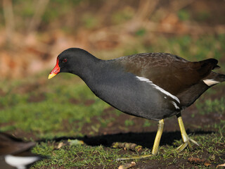 Teichhuhn (Gallinula chloropus)