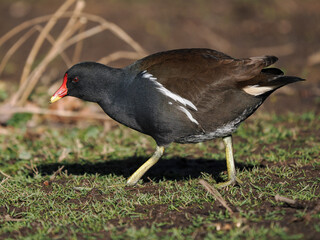 Teichhuhn (Gallinula chloropus)